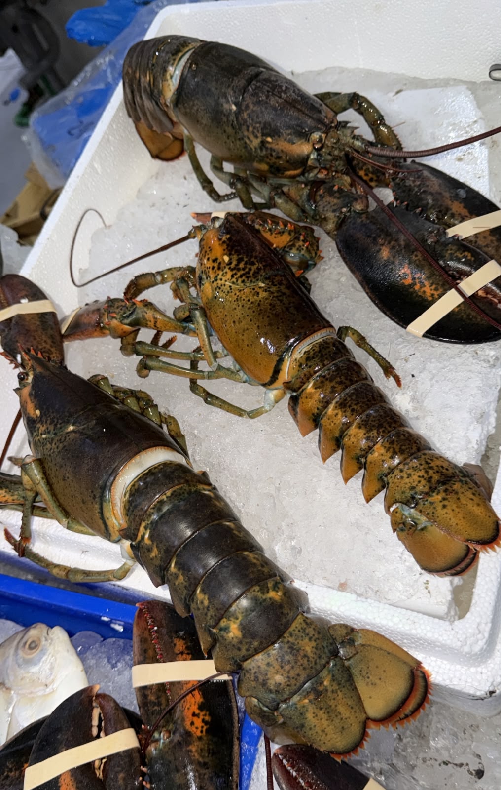 Canadian lobster