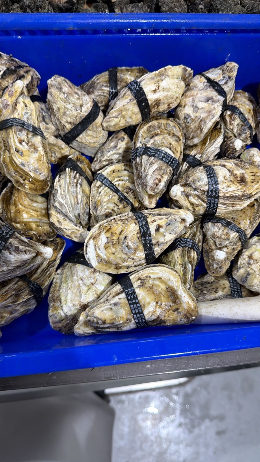 Oyster